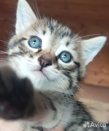 Красивый Котенок, мальчишка