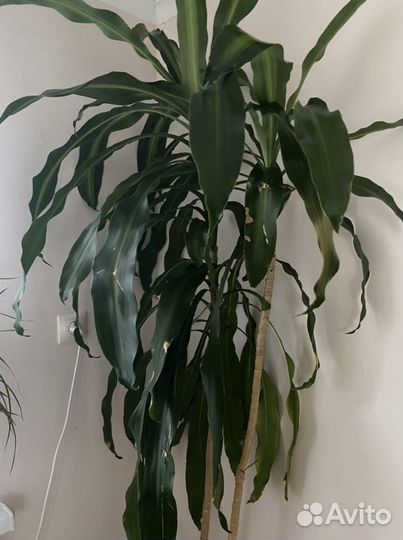 Драцена Массанжеана