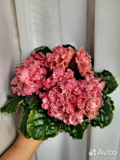 Фиалка лист на срез