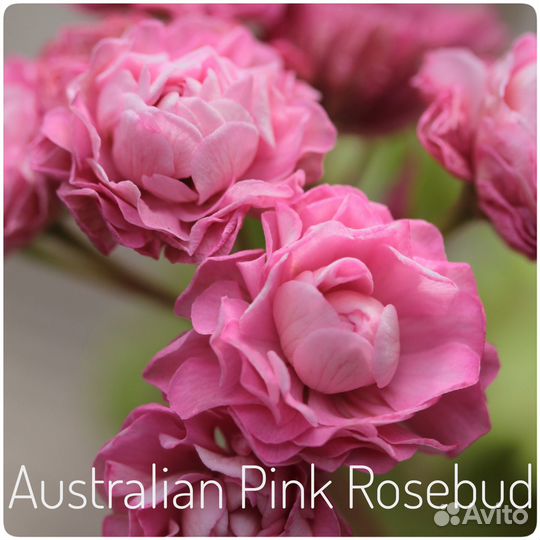 Пеларгонии - розебуды, зонартики, тюльпанки