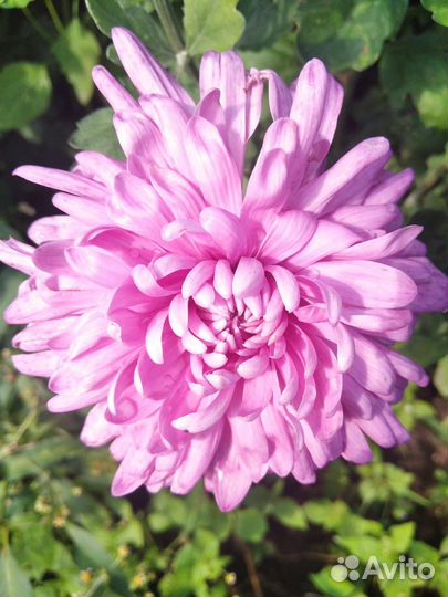 Хризантемы