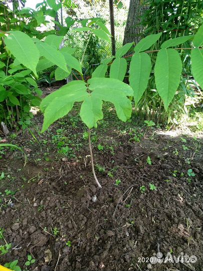 Саженцы маньчжурского ореха и орех краснолистный