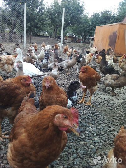 Цветной бройлер петухи и индоутки
