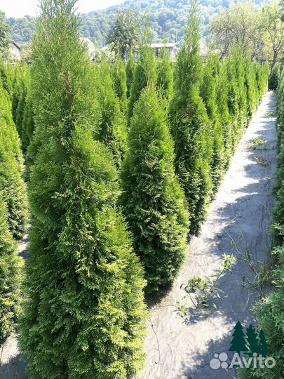 Туя смарагд. Доставка. Свои поля