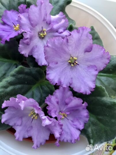 Фиалка silent prayer сайлент прайер сортовая