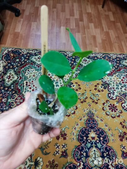 Фикусы много сортов