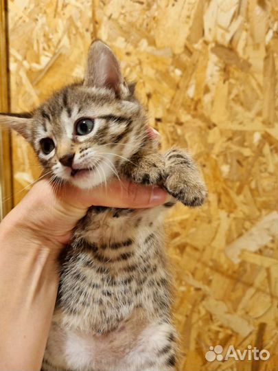 Бенгальская девочка. Розетка на золоте