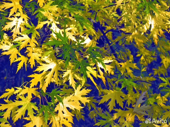 Клён канадский (сахарный)