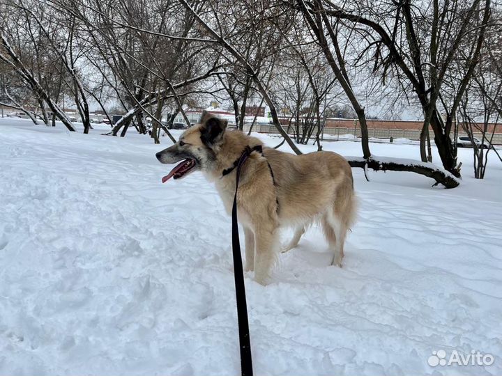 Собачка ждёт свою семью