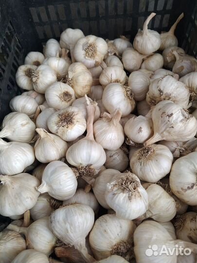 Семейный лук и чеснок