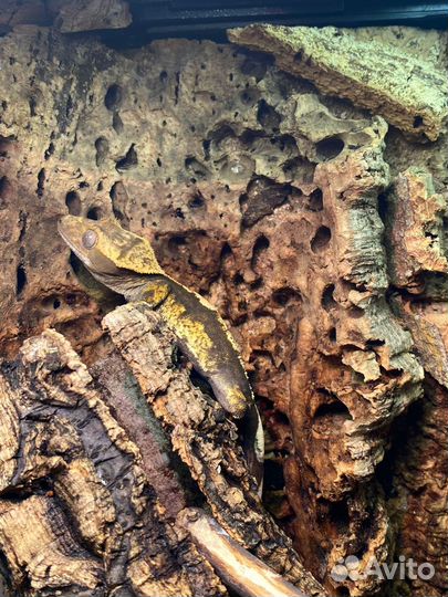 Реснитчатый бананоед