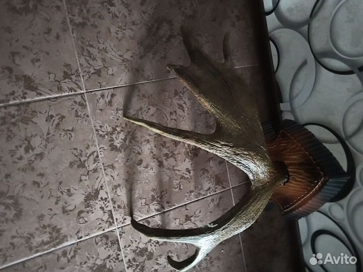 Рога 7 летние