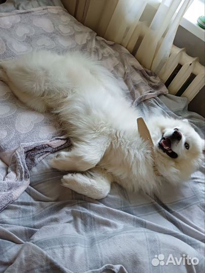 Щенки самоеда