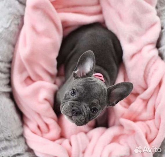 Французский бульдог щенки