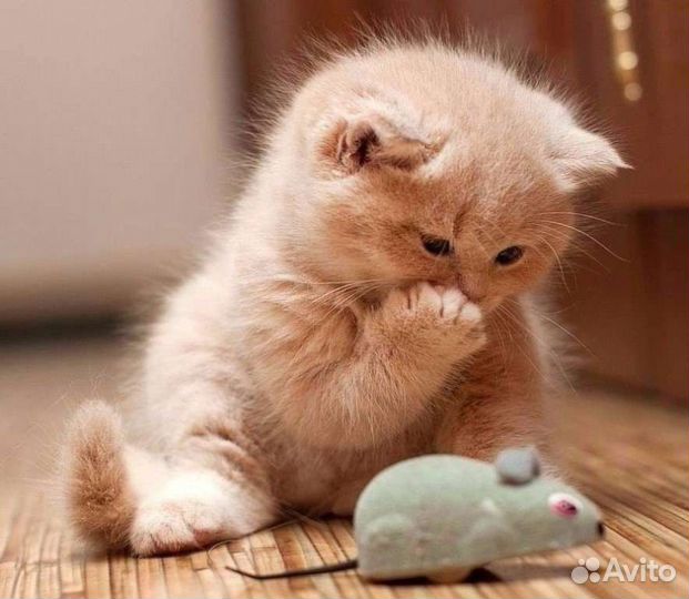 Передержка кошки(кота) на время отпуска