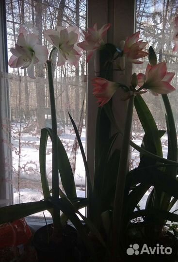 Гиппиаструм