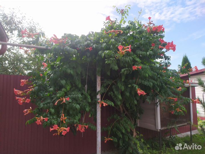 Кампсис цветущая лиана