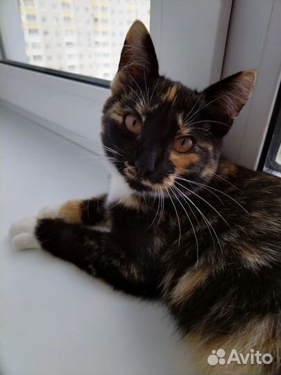 Котёнок черепашка 5 мес