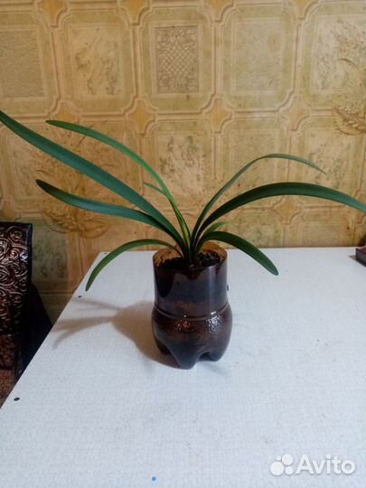 Сансевиерия, гиппеаструм, бородавчатая гастерния