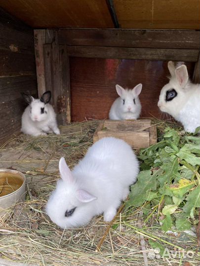 Кролики мини