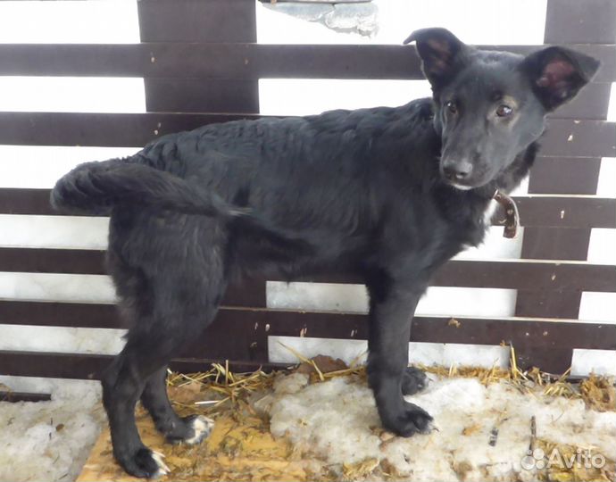 Щенок, 4 месяца, девочка