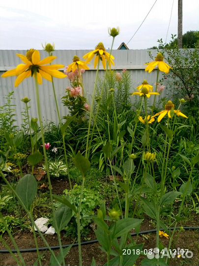 Многолетники высокие