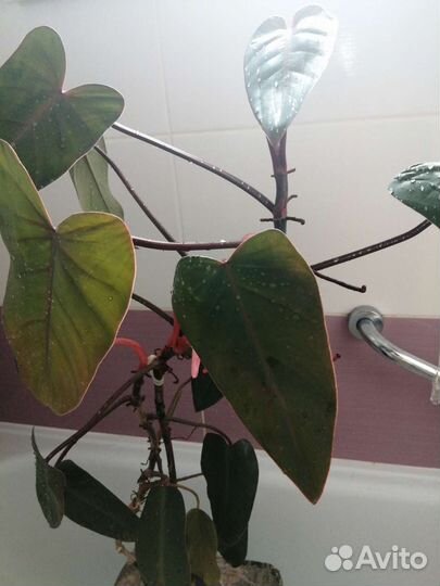 Филодендрон краснеющий