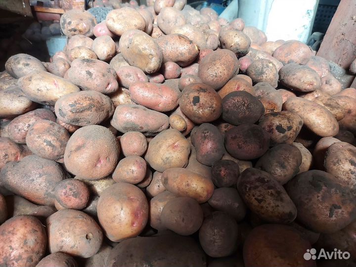 Продам картофель