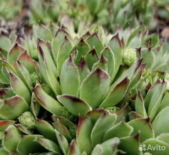 Молодило каменная роза