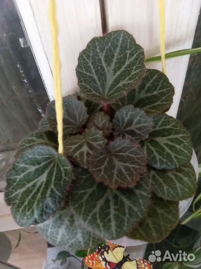 Комплекс из комнатных растений