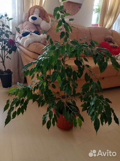 Фикус Бенджамина