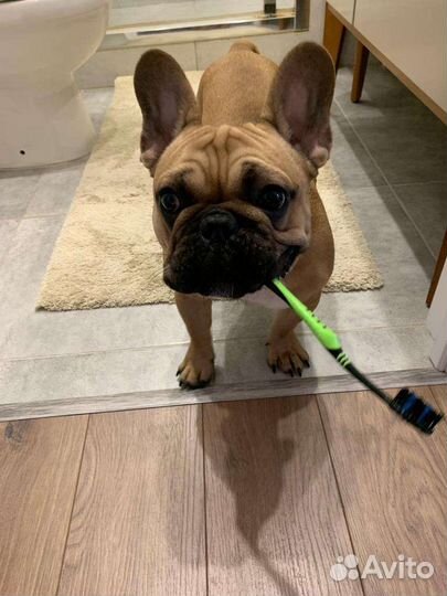 Французский бульдог кобель вязка
