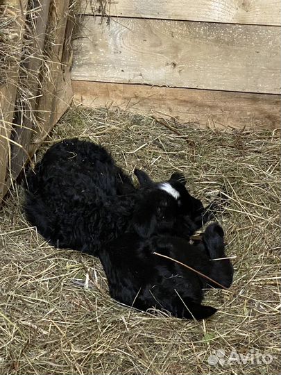 Баран Яша на племя