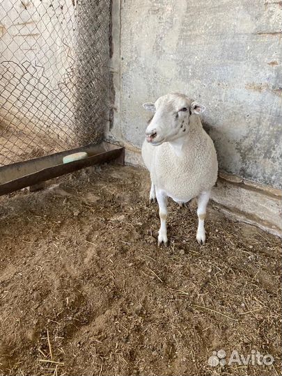 Баран Дорпер