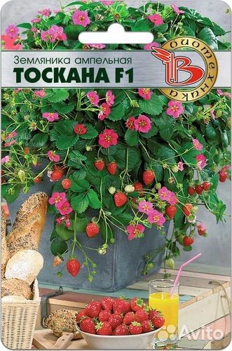 Тоскана -ампельная каскадная клубника