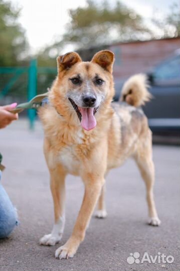 Весёлый Радик подарит вам счастье