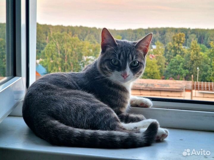 Отдам кота в добрые руки