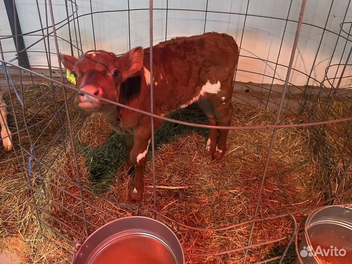 Нетели, бычки, телки