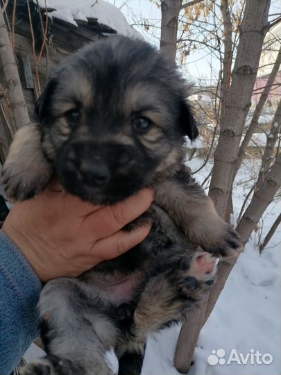 Щенки бесплатно