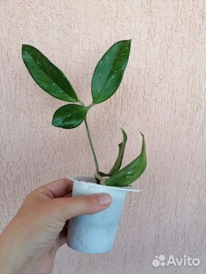 Манстера, герань душистая,ципперус,хойя