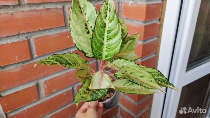 Аглаонема уши слона другие