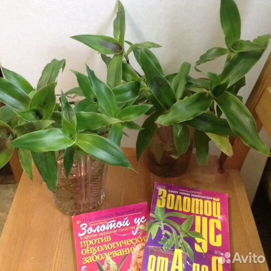 Золотой Ус растение