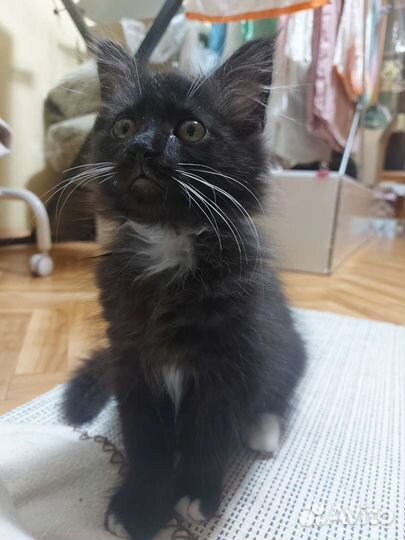 Отдам котёнка