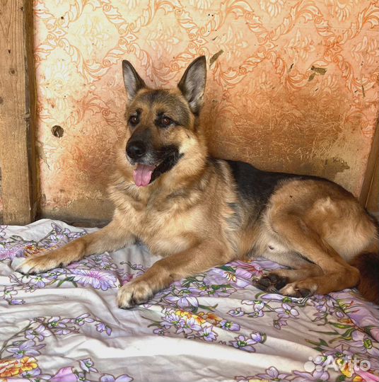 Овчарка в добрые руки. Поль