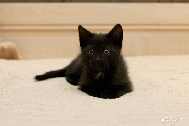 Черный котенок в дар 1 месяц мальчик