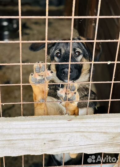 Домашняя собачка попала в приют