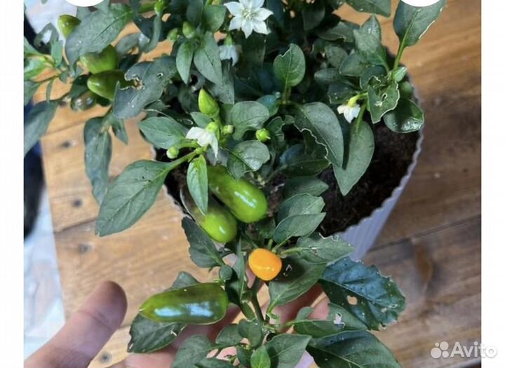 Перчик острый