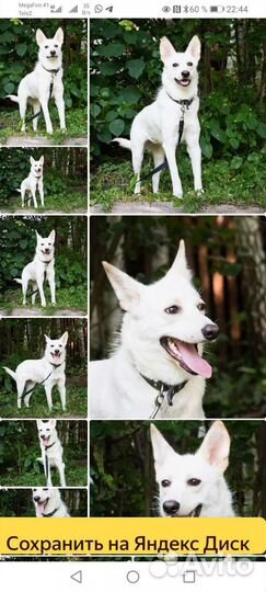 Метис швейцарской овчарки