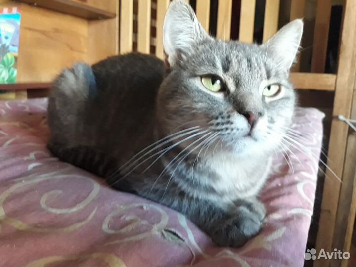 Ласковая Лиза ищет добрые руки, стерилизованная