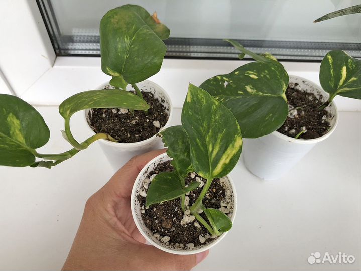 Цветы комнатные домашние растения зеленый своп